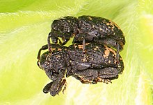 Weevils - Tyloderma foveolatum, Национален резерват за диви животни в Ококуан Бей, Уудбридж, Вирджиния.jpg