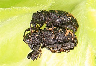 <i>Tyloderma</i> Genus of beetles