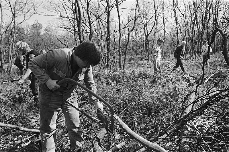 File:Werklozen vrijwillig (met behoud van uitkering) aan het werk in bossen bij Nunsp, Bestanddeelnr 932-1118.jpg