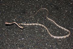 Description de l'image White-spotted Cat Snake (Boiga schultzei).jpg.
