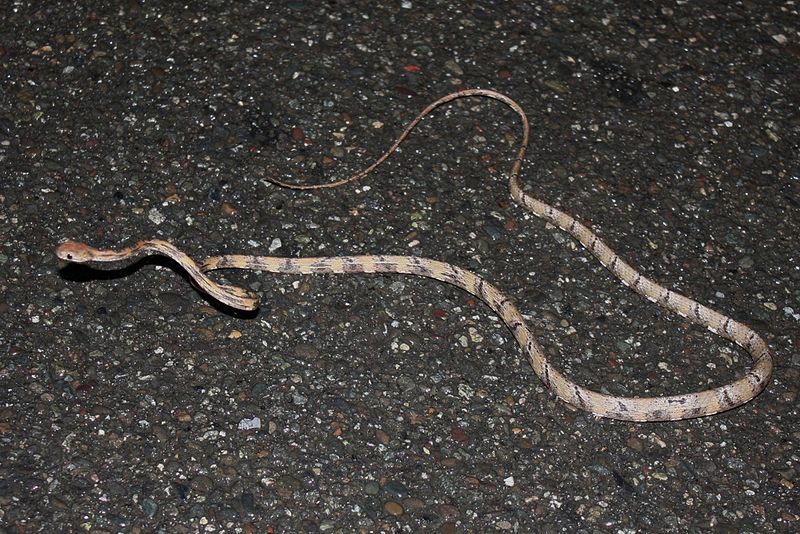 File:White-spotted Cat Snake (Boiga schultzei).jpg