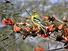 White-tailed Iora Arpit.jpg