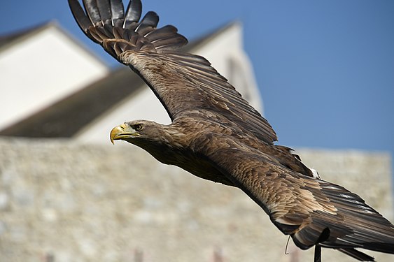 White-tailed eagle (Haliaeetus albicilla) in flight, Falkenhof Schloss Rosenburg, Germany