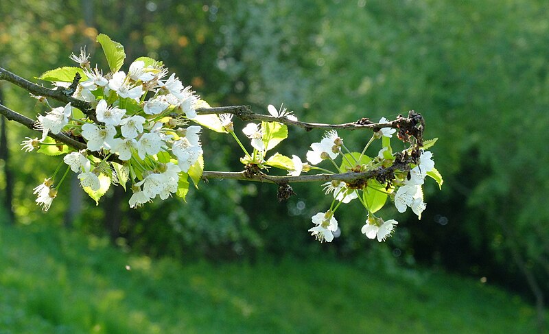 File:White On Green (67770735).jpeg