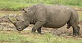 White Rhino (Ceratotherium simum) male .... (32878451278).jpg