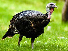 Wild Turkey.jpg