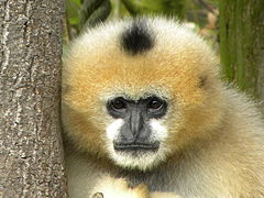 Nördlicher Weißwangen-Schopfgibbon