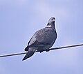 * Nomination Wood pigeon (Columba palumbus) --LexKurochkin 08:29, 14 April 2023 (UTC) * Promotion  Support Good quality. Although a stronger mask before sharpening could be even better. --MB-one 08:13, 21 April 2023 (UTC)  Info Thank you for the review --LexKurochkin 13:45, 23 April 2023 (UTC)