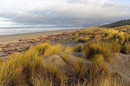 "Woodend_Beach,_Canterbury,_New_Zealand_(6).jpg" by User:Podzemnik