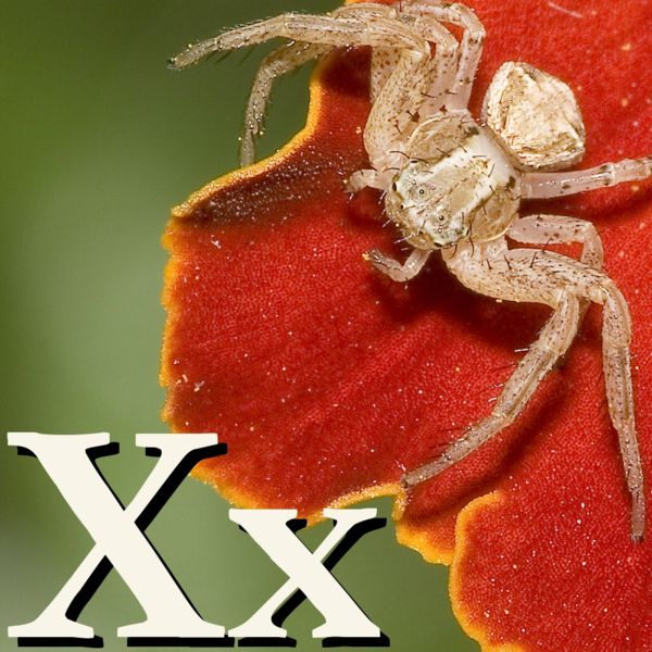 File:X is for Xysticus.jpg