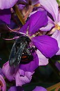 Fêmea de X. frontalis sobre flores de Tibouchina granulosa em Ubatuba, Brasil, vista desde atras.