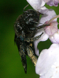 Xylocopa valga, hona