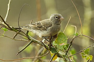 Yellow-spotted bush sparrow Species of bird