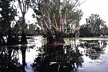 Yellow Waters Billabong im Northern Territory, Australien