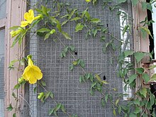 Yellow flower New Orleans screen door.jpg