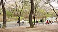 Yeouido Park Bicycles, Seoul.jpg