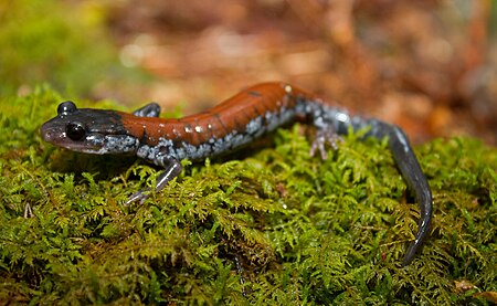 Plethodon yonahlossee