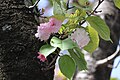 P263 予野の八重桜 Yononoyaezakura 花の写真