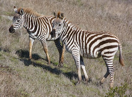 Young zebras at Hearst Ranch. Remnants of Mr. Hearst's private zoo, they are allowed to mix freely with Ranch cattle.