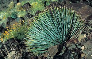 Yucca whipplei subsp.  newberryi Typisk prøve i det indre af Grand Canyon, Arizona