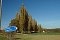 Čeština: Topolová alej u vesnice Zadní Poříčí, Středočeský kraj English: Popplar trees near Zadní Poříčí, Central Bohemian Region, CZ