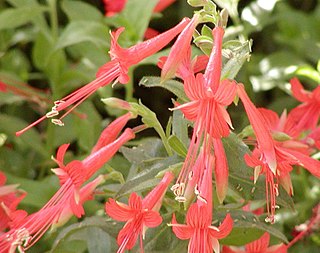 <i>Epilobium canum</i> Species of flowering plant in the willowherb family Onagraceae