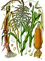 Paprastasis kukurūzas (Zea mays)