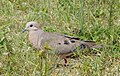 Zenaida auriculata -Sao Lourenco do Sul, Rio Grande do Sul, Brazil-8 (1).jpg