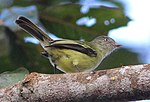 Thumbnail for Red-billed tyrannulet