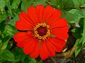 Zinnia Elegans at JNTBGRI