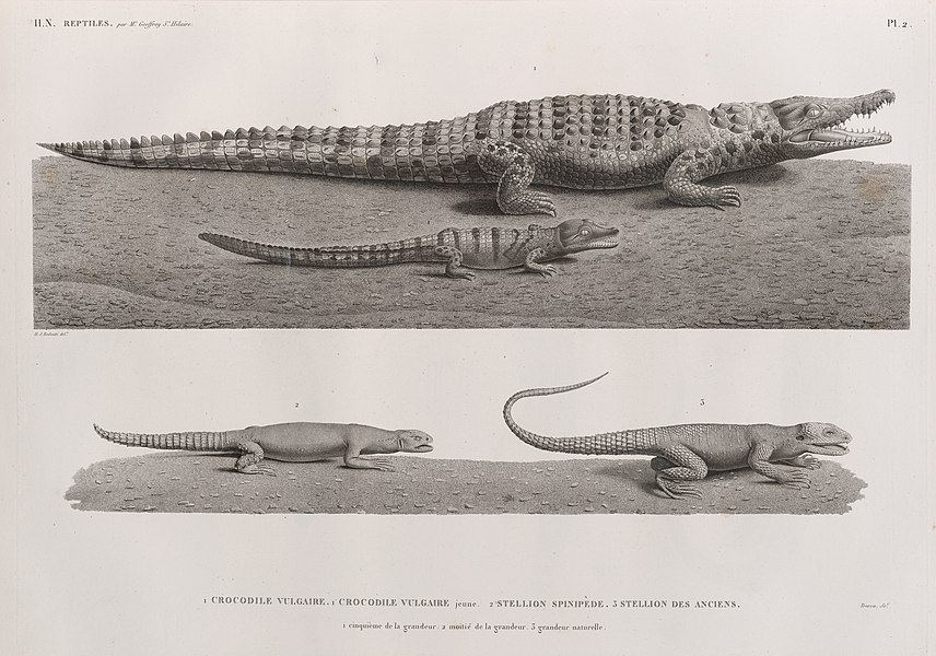 Pl.2 - 1. Crocodile vulgaire; 1' Crocodile vulgaire, jeune 2. Stellion spinipède 3. Stellion des anciens