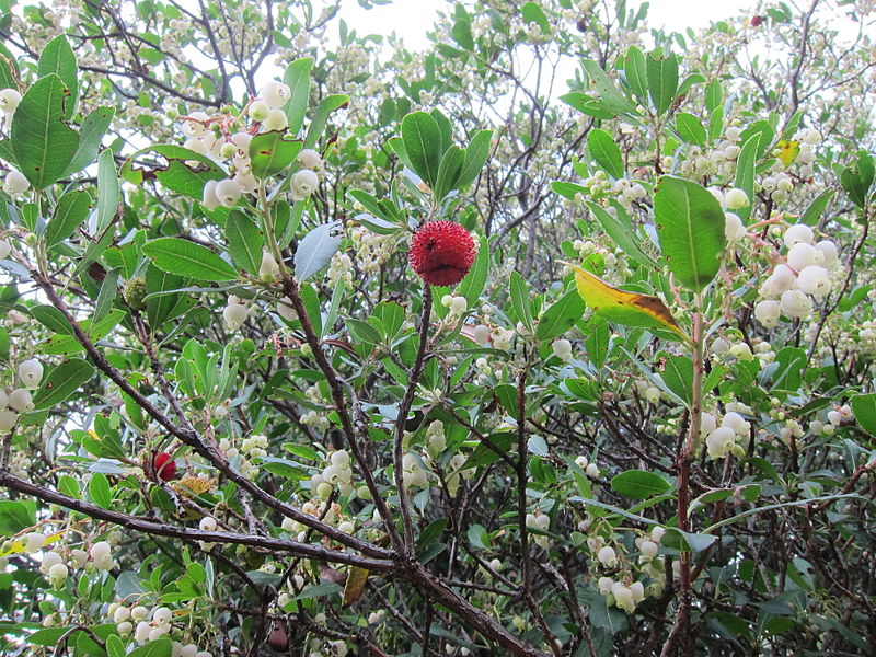 File:Zrela jagoda in cvetovi.JPG