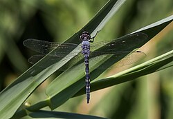 Zygonyx torridus from Fujairah, United Arab Emirates