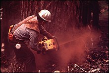 A McCulloch Super pro 125 in action "FALLER" D.JACKSON DROPPING A RED FIR TREE - NARA - 542785.jpg