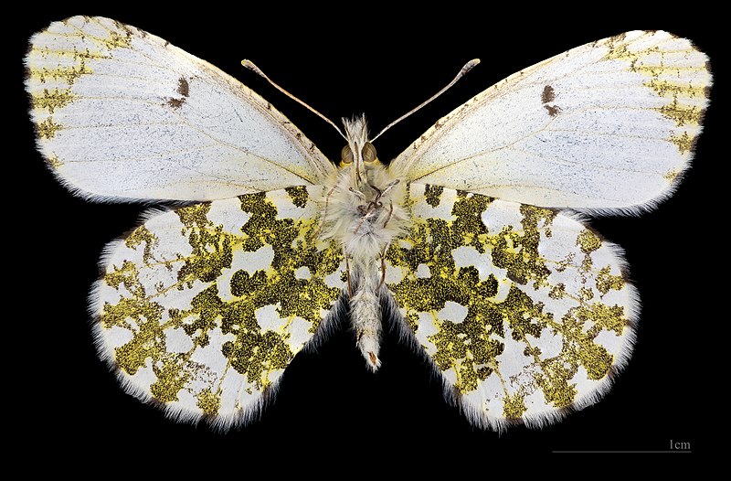 File:(MHNT) Anthocharis cardamines - Foret de Bouconne, France - female ventral.jpg