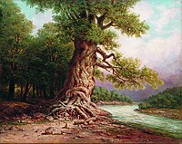 Старый дуб у реки