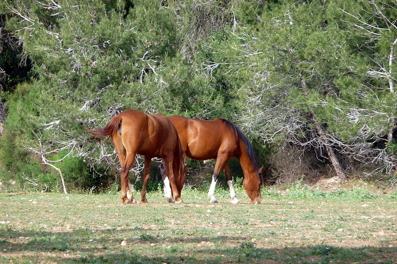 File:קיבוץ בית אורן (351).JPG