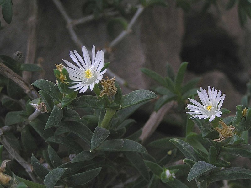 File:沙座蘭屬 Delosperma litorale -阿姆斯特丹植物園 Hortus Botanicus, Amsterdam- (22437845786).jpg