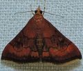 - 5051 - Pyrausta rubricalis - Promjenjiva crvenkasta moljac Pyrausta (16033835406) ​​.jpg