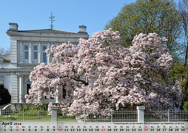 File:04 Schleswig-Holstein, Elmshorn, Naturdenkmal 02-06 NIK 1978.JPG