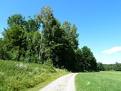 Waldweg