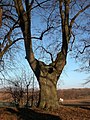 106 Lindenallee Ladendorf Winter Himmel hilf.jpg