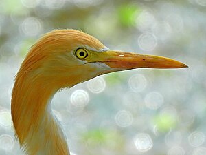 [[Cattle egret]] in breeding plumage