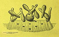 1895 Pin scatter with two-hole bowling ball.jpg