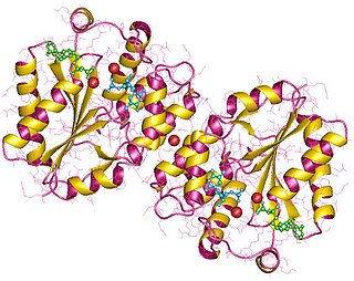 <span class="mw-page-title-main">Thymidylate kinase</span>