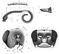 Morphology of the head and its processes: (А) head capsule; (В) antenna; (С) mandible[42]