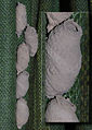 2007 wasp nests in curtainPdetail.jpg