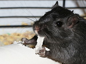 Mongolian Gerbil