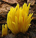 North American "C. fusiformis" in woodland, West Virginia 2010-07-22 Clavulinopsis fusiformis (Sowerby) Corner 95377 cropped.jpg