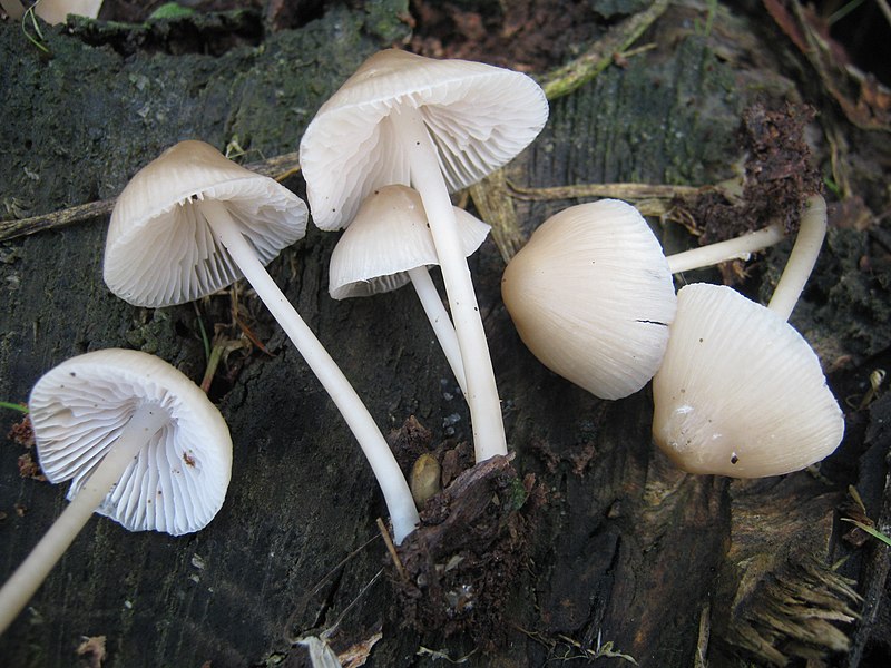 File:2011-12-03 Mycena galericulata (Scop.) Gray 188644.jpg